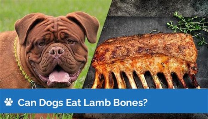 Can dogs eat lamb fat?