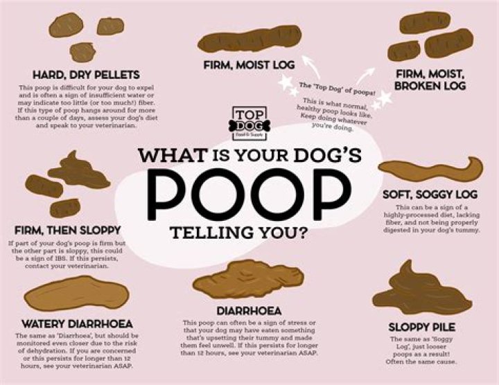 Can dogs poop if they have an obstruction?