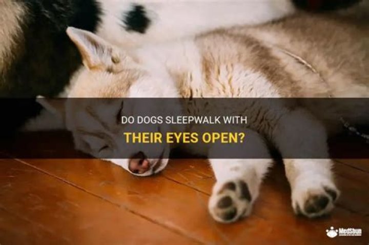Can dogs Sleepwalk with their eyes open?