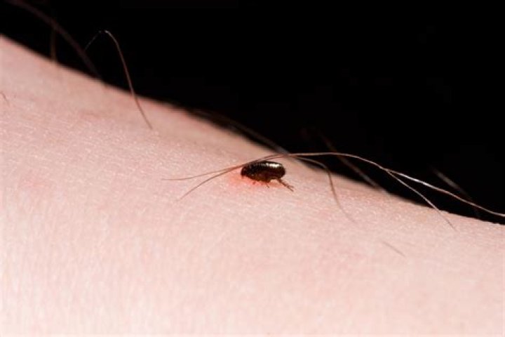 Can fleas live on leather couches?
