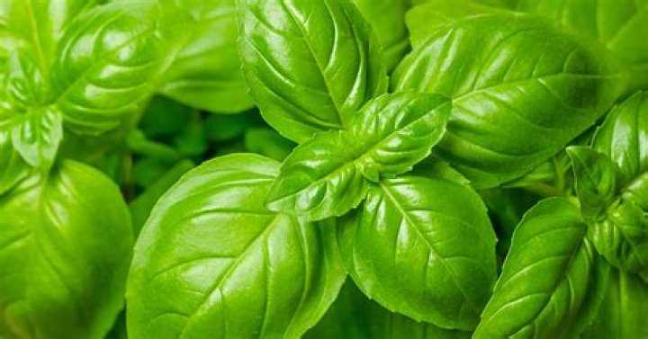 Can I plant basil with roses?