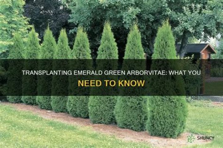 Can large arborvitae be transplanted?
