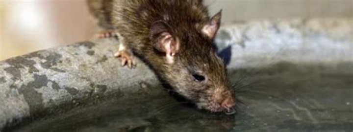 Can mice live without water?