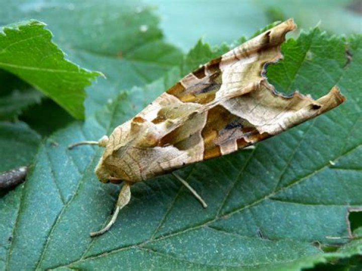 Can moth hurt you?