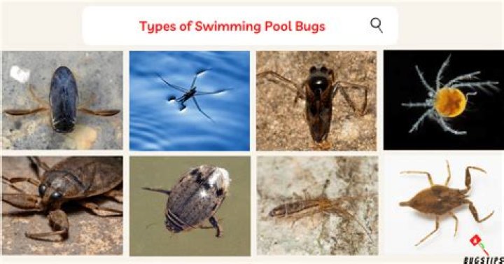 Can parasites live in pools?