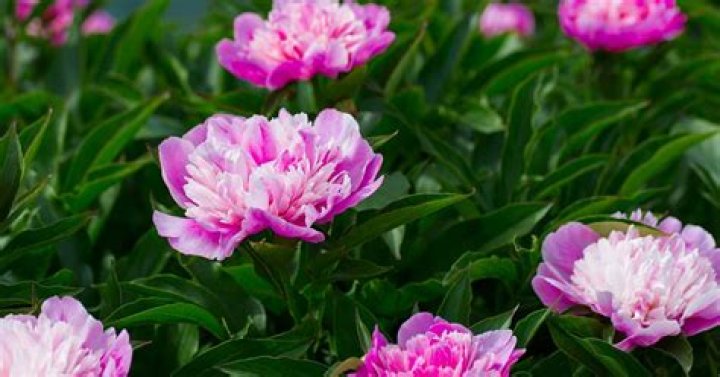 Can peonies survive snow? | ContextResponse.com