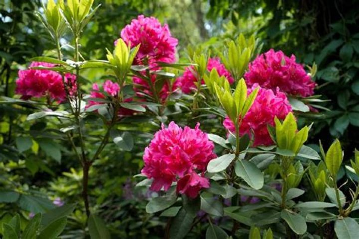 Can rhododendrons grow in Southern California?