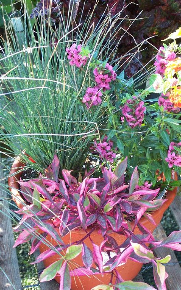 Can Spike plants live indoors?