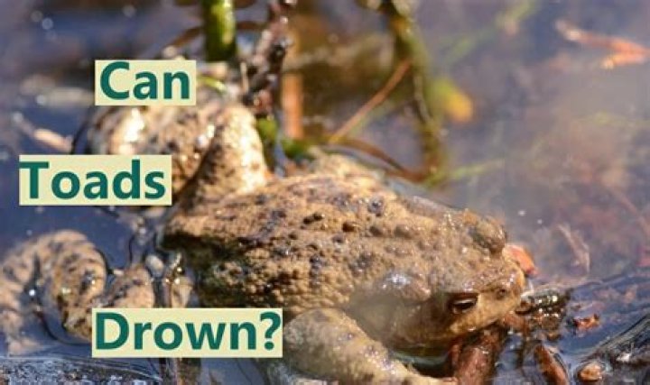 Can toads drown?
