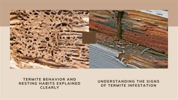 Can Walabot detect termites? | ContextResponse.com