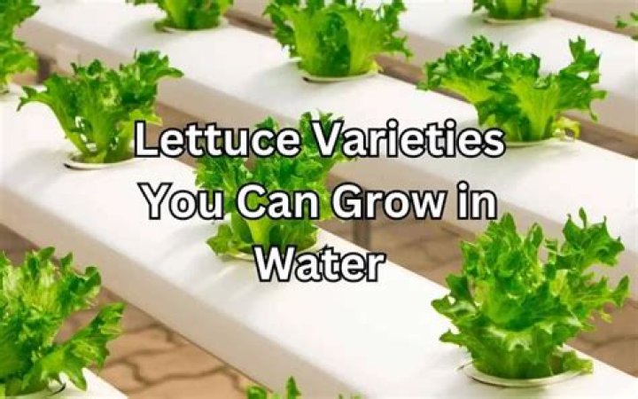 Can water lettuce survive winter?