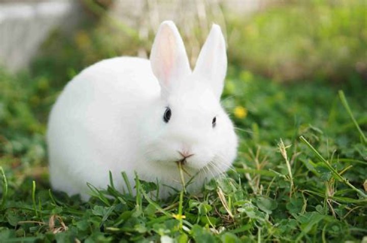 Can we keep rabbit as pet?