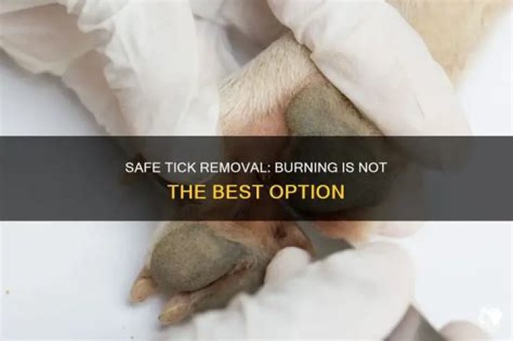 Can you burn a tick off?