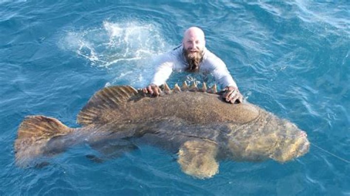 Can you catch grouper at night?