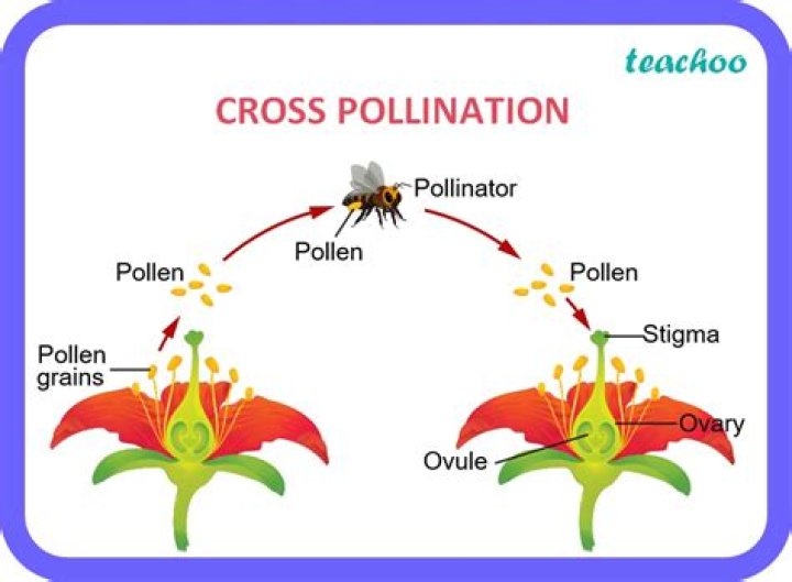 Can you cross pollinate peppers?