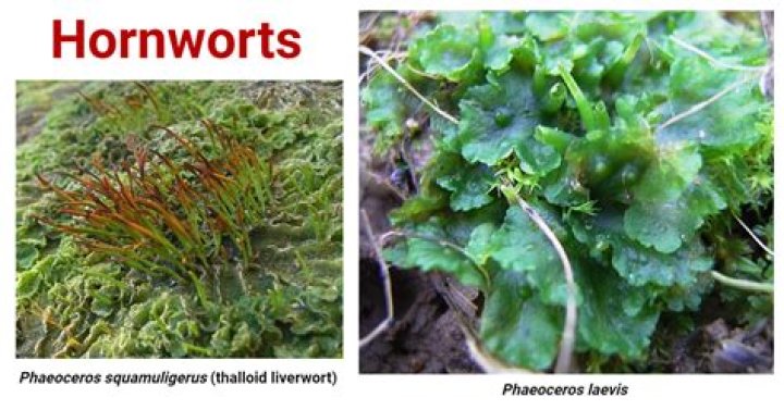 Can you cut hornwort? | ContextResponse.com