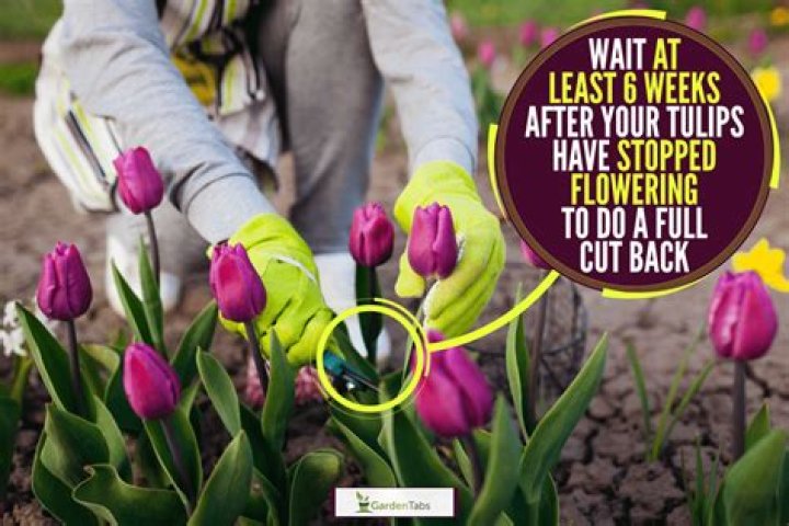 Can you cut tulips down after blooming?