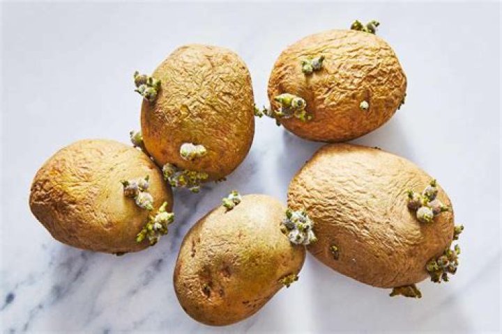 Can you eat the potatoes from potato vines?
