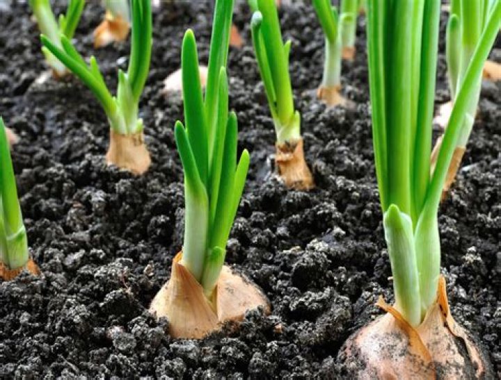 Can you grow an onion from an onion?