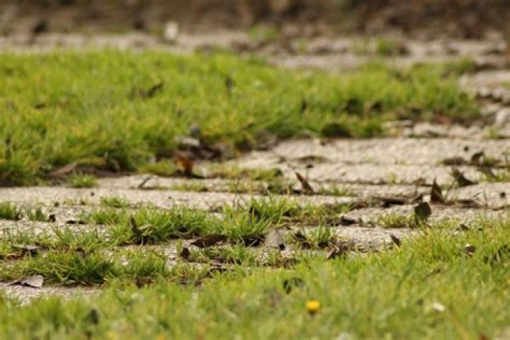Can you grow grass over asphalt?
