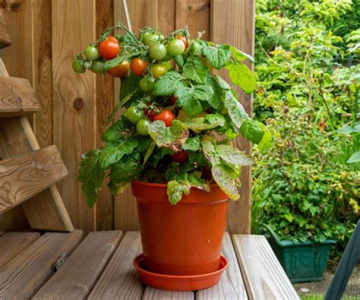 Can you grow green tomatoes?