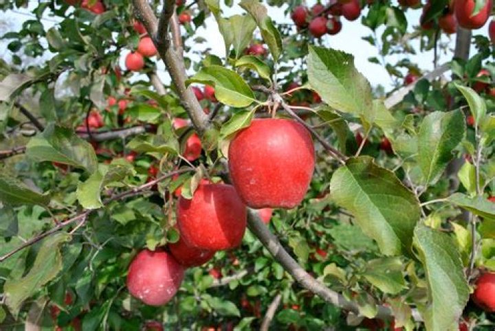 Can you grow one apple tree?