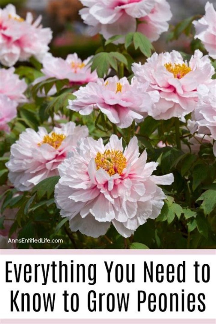 Can you grow peonies in Florida?