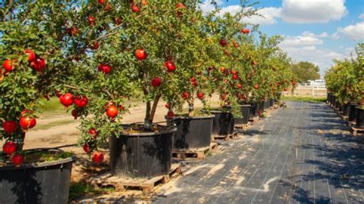 Can you grow pomegranates in Virginia?
