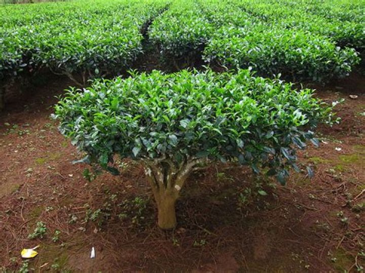 Can you grow tea leaves in the US?