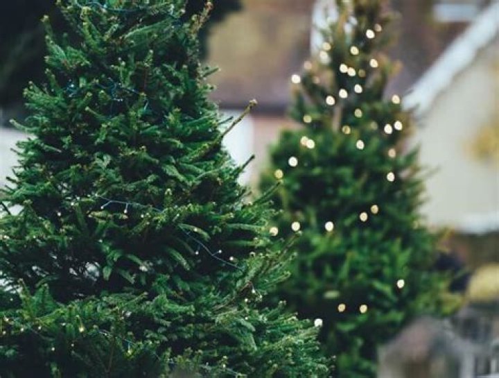 Can you keep a Christmas tree alive all year?