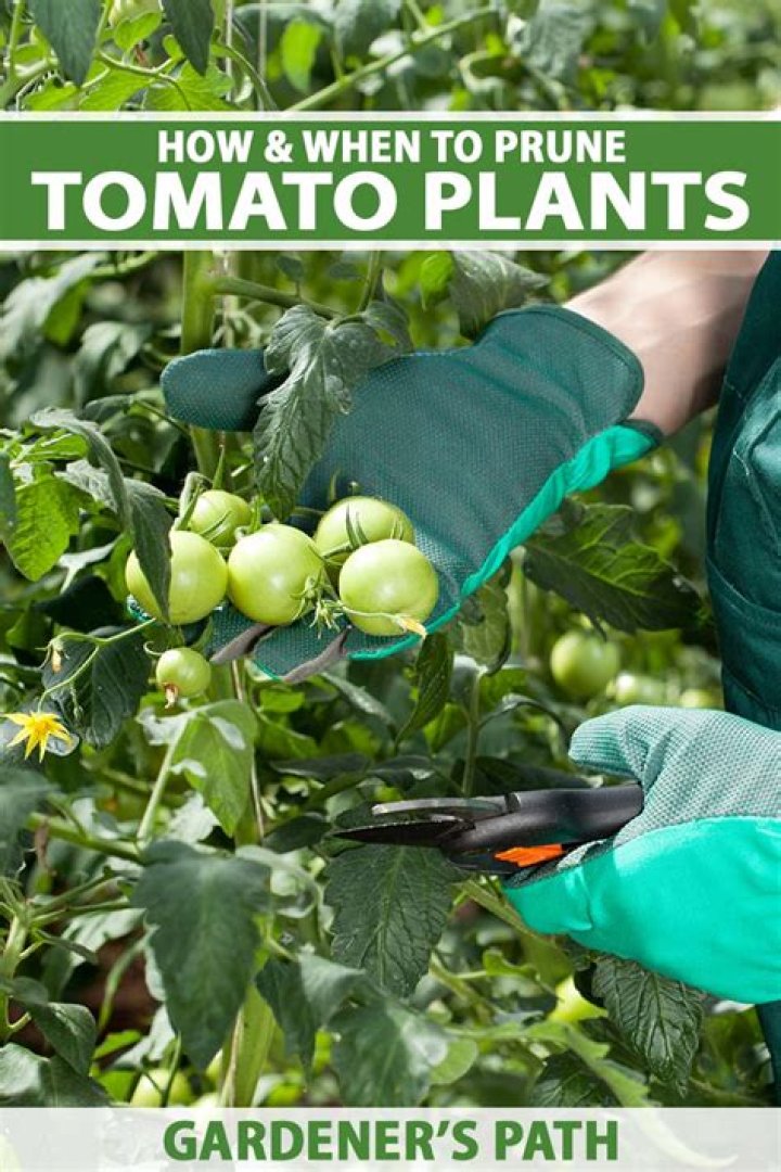 Can you over prune tomato plants?