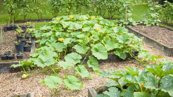 Can you plant garlic next to squash?