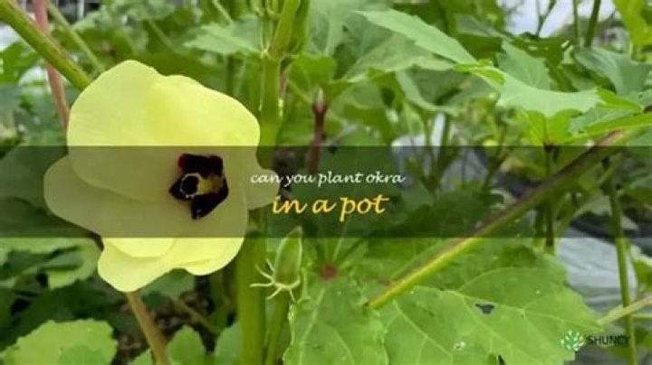 Can you plant okra in June?
