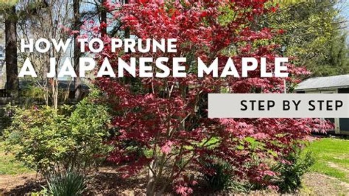Can you prune a Japanese maple tree?