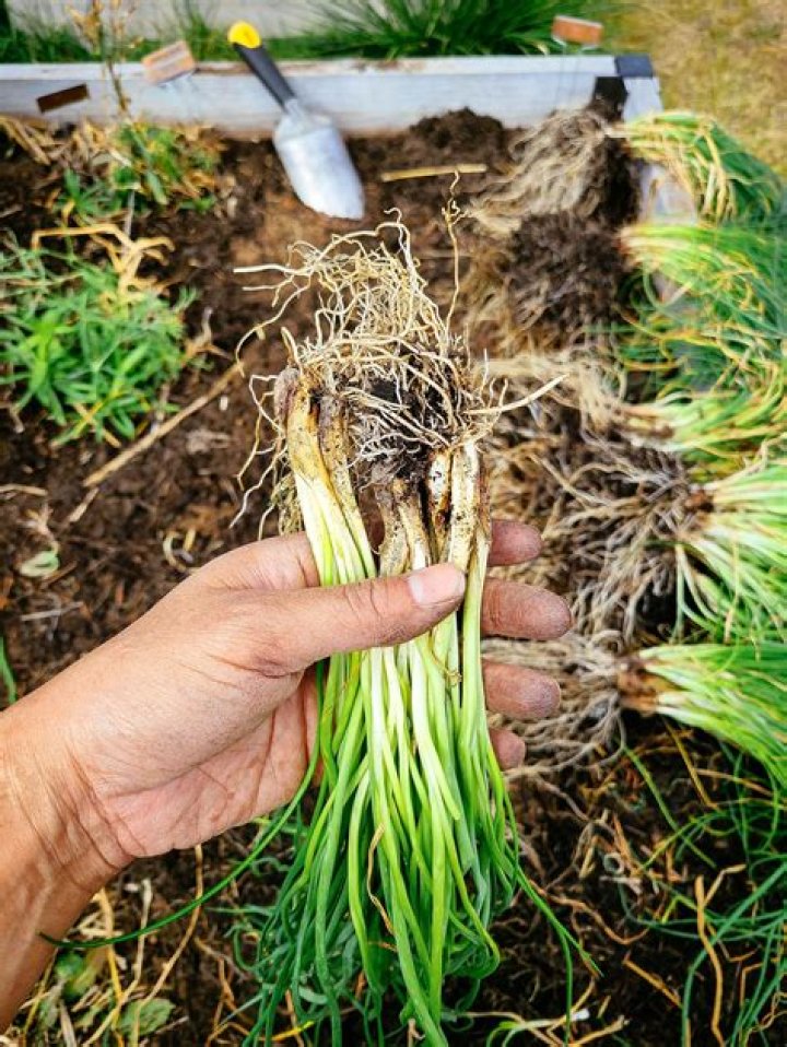 Can you replant wheatgrass? | ContextResponse.com