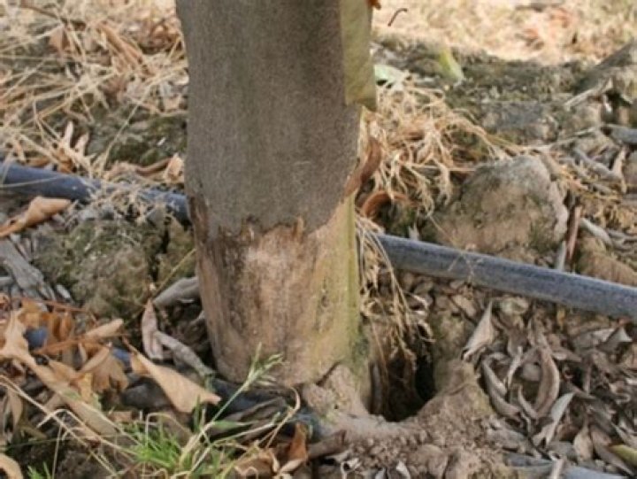 Can you save a girdled tree?