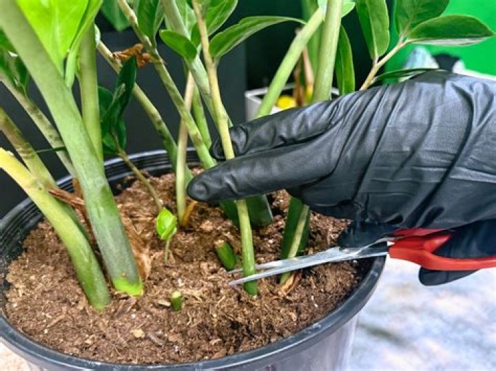 Can you trim a ZZ plant?
