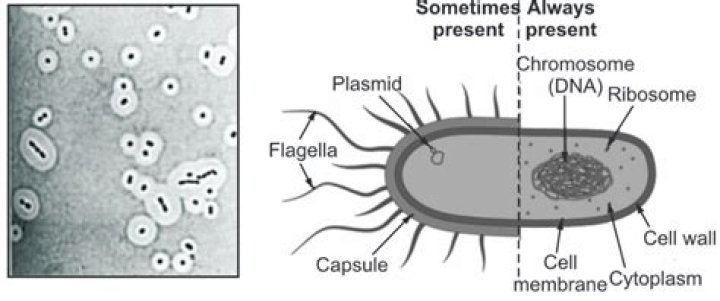 Do all bacteria have a capsule?