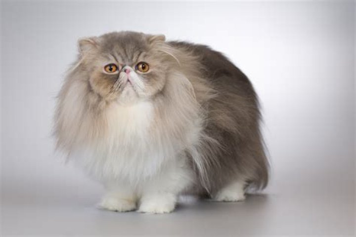 Do all Persian cats have flat faces?