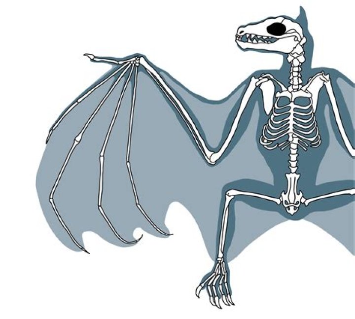 Do bats have hollow bones?