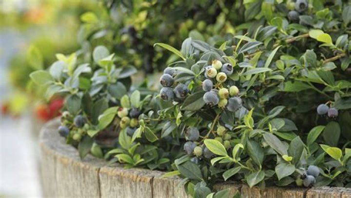 Do blueberries grow all year round?