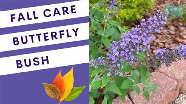 Do butterfly bushes get cut back in the fall?