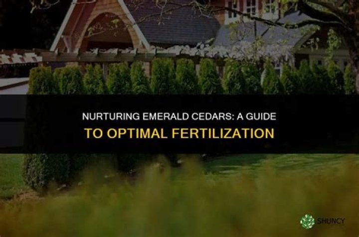 Do cedars need fertilizer?