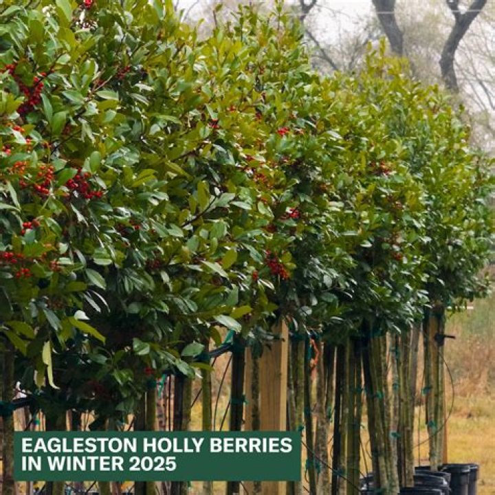 Do eagleston holly trees have berries?