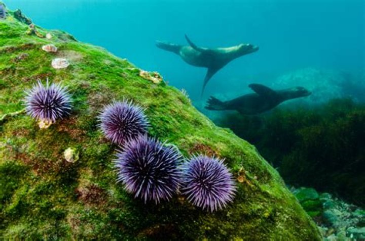 Do echinoderms live in saltwater?