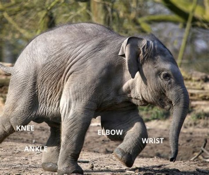 Do elephants have 4 knees?