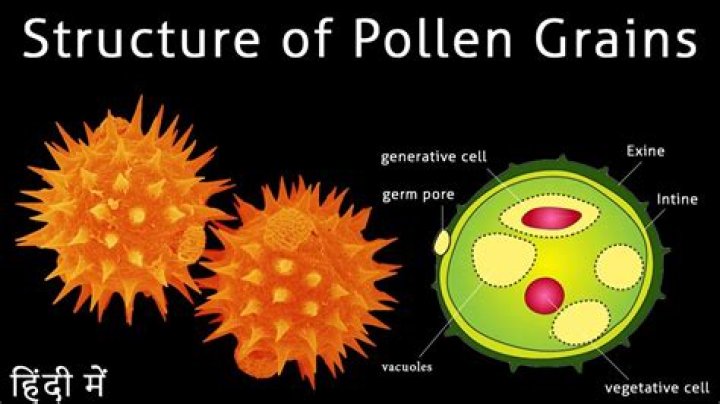 Do Ferns have pollen grain?
