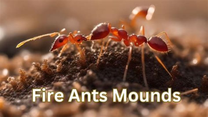 Do fire ants always make mounds?