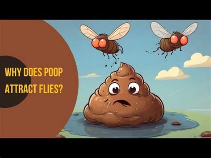 Do flies poop every time they land?