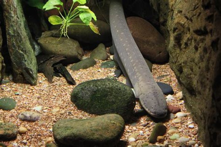 Do freshwater eels bite?
